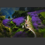 包公山观花