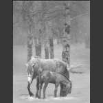 风雪桦下马