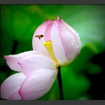 “花儿随我轻轻飞”