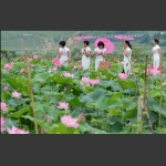 人面荷花相映红