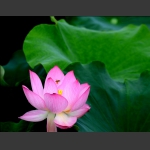 花开蜂绕