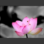 蜜蜂情意在花蕊