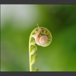 蜗牛