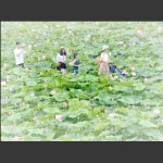 游览花海