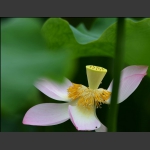 难遮芳容