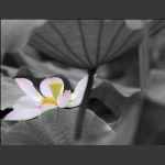 碧塘扬芬