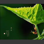 幽会