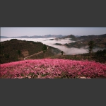 蹇家坡风光
