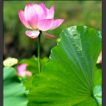 一花一叶总关情