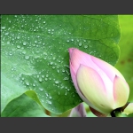花蕾的依恋
