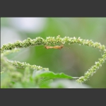 花季
