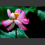 晶莹如玉