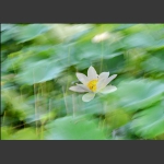 荷