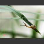 蜗牛