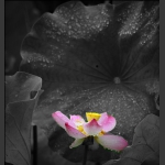 碧塘扬芬