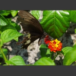 蝶恋花