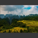 高山古稻