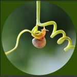 蜗牛