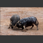 三家馆桥丰斗牛城牛王争霸赛