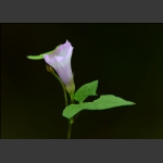 小花