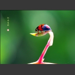 好似跳水老兵