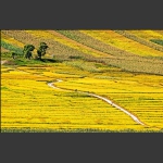 山路弯弯
