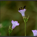 争蜂