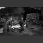 杀猪记-5