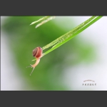 淘气的小蜗牛