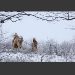 雪域骆驼