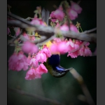 赏花