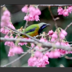 访花