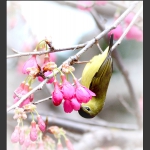 耳语
