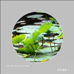 荷塘_4038