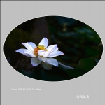 荷花_0942