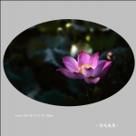 荷花_0936