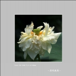 荷花_8022