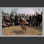 苗族新春民俗《观斗鸡》