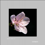 桃花_2758