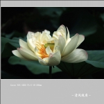 荷花_1072