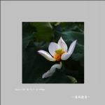 独放_1289