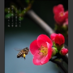 咏蜂