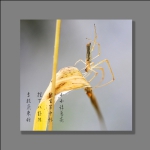 蜘蛛