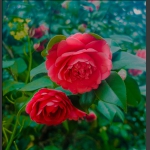 春暖花开