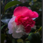 双色花