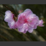 桃花梦