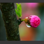 枝头春雨