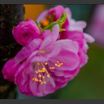 花蕊