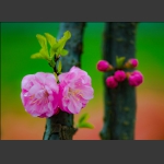 一树春花