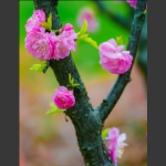 一树春花